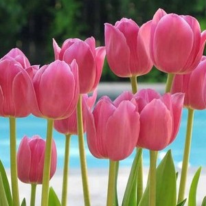 Which is the tulip?