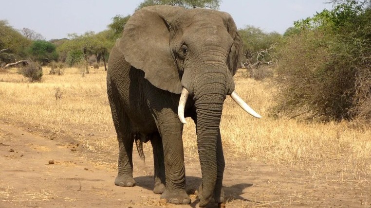 How much does an African elephant weight?