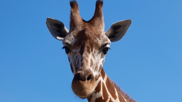 Where are giraffes most likely to be found in the wild?