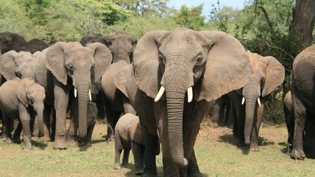 Where are elephants most likely to be found in the wild?