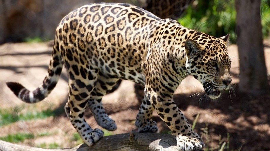 Where are leopards most likely to be found in the wild?