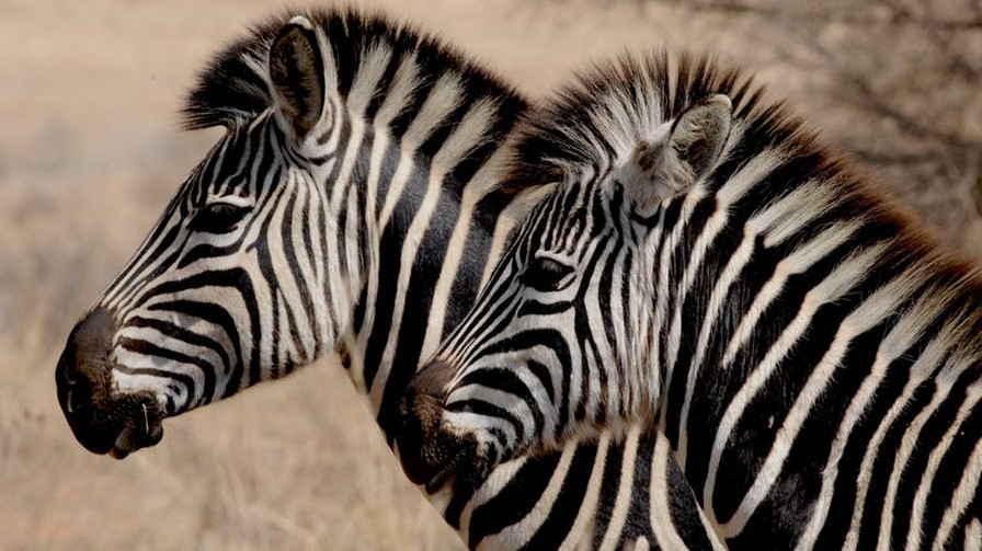 Where are zebras most likely to be found in the wild?