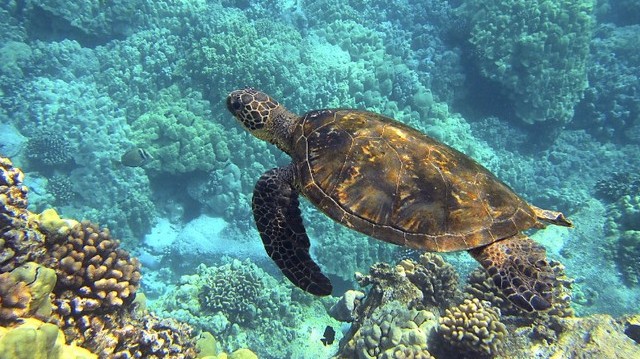Where do turtles breathe during hibernation?