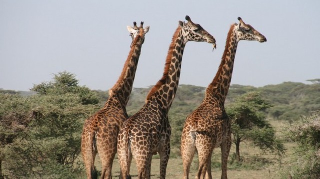 How many neck vertebrae giraffes have?