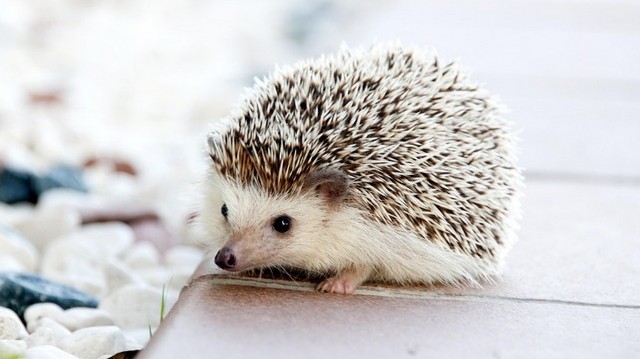 What does the hedgehog feed on?