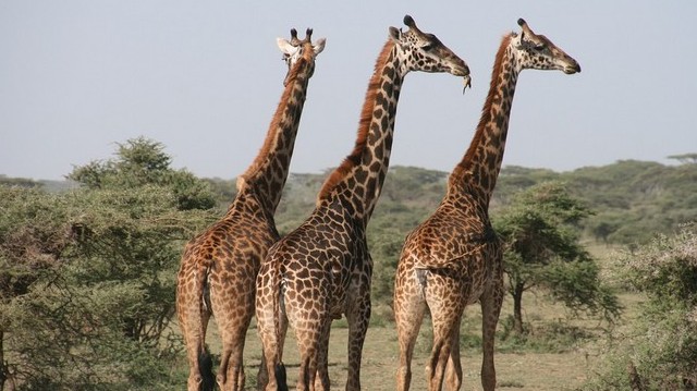 Where are giraffes most commonly found?