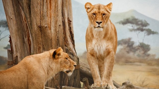 Where are lions most likely to be found in the wild?